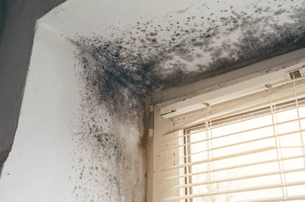 Mold Removal service in Garrett Park